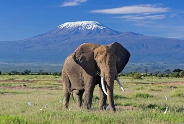 Chobe Elephants vs Amboseli Elephants