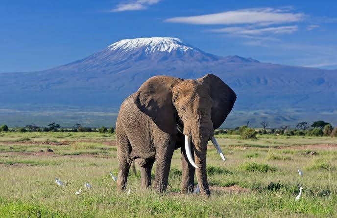Chobe Elephants vs Amboseli Elephants