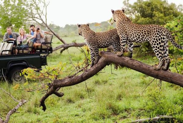 Victoria Falls and East Africa Safari