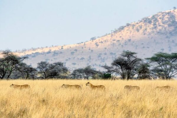 East Africa vs South Africa Safari