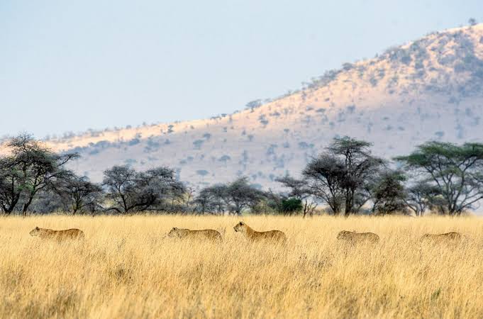 East Africa vs South Africa Safari