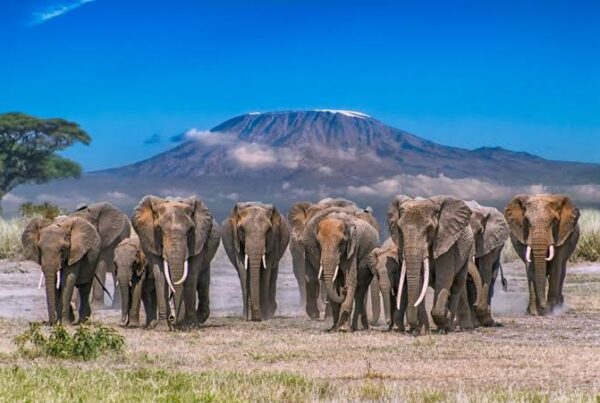 Kilimanjaro Wildlife