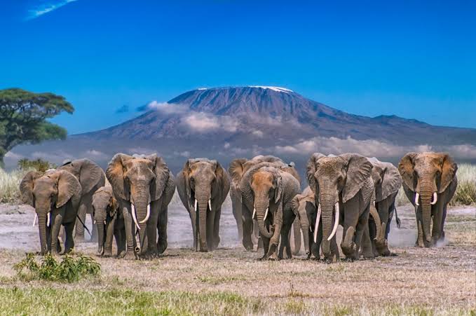 Kilimanjaro Wildlife