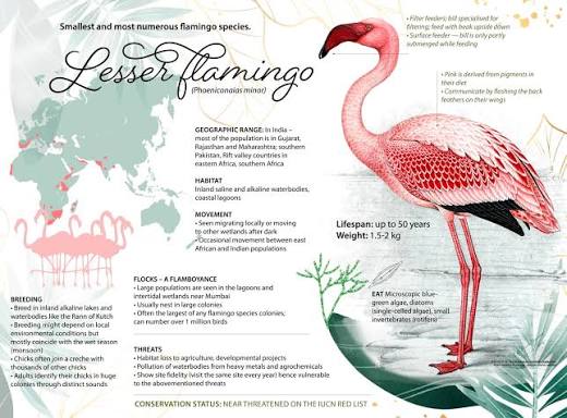 Flamingo Facts Africa