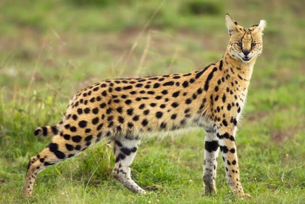 Serval Cat Facts