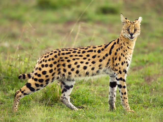 Serval Cat Facts