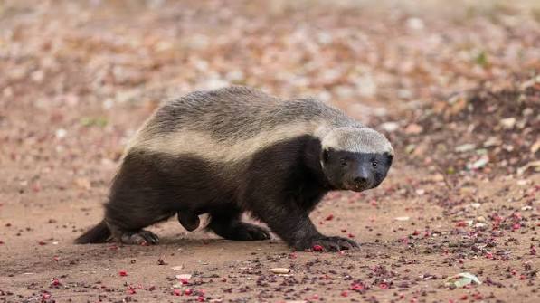 Honey Badger Facts
