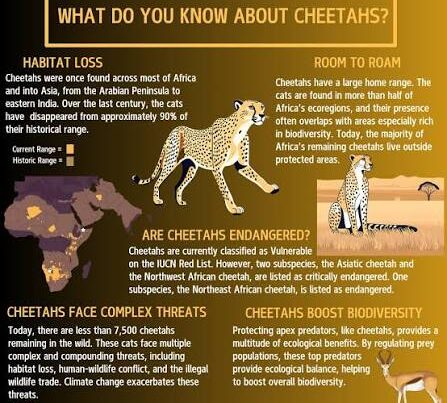 Cheetah Facts Africa