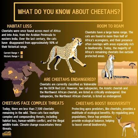 Cheetah Facts Africa