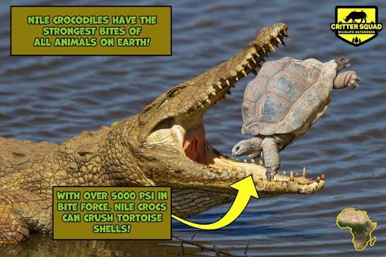 Nile Crocodile Facts