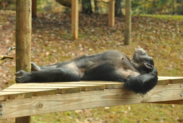 Chimpanzee Facts