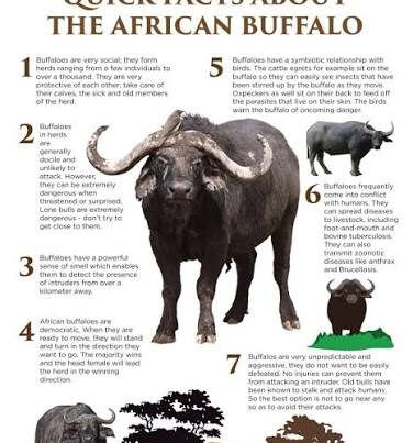 Cape Buffalo Facts