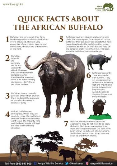 Cape Buffalo Facts