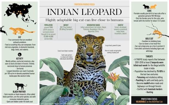 Leopard Facts