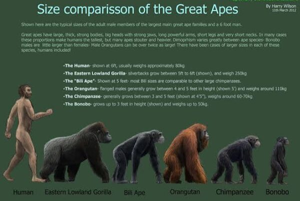 The Big Five vs The Great Apes