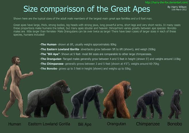 The Big Five vs The Great Apes
