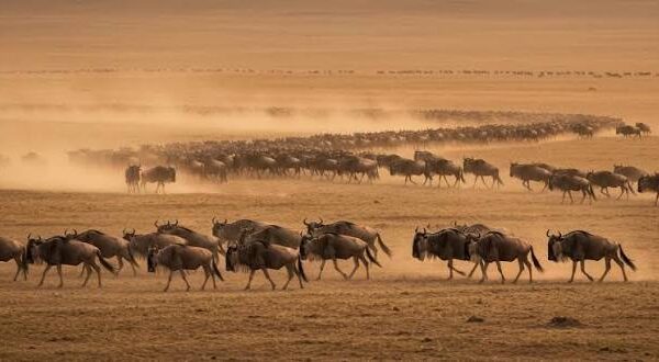 Africa Dry Season Safari