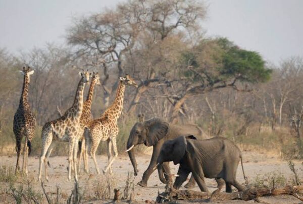 Climate Change & African Wildlife