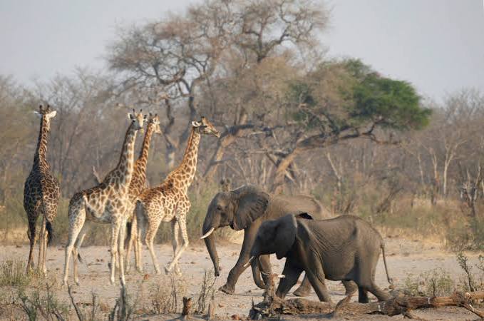 Climate Change & African Wildlife