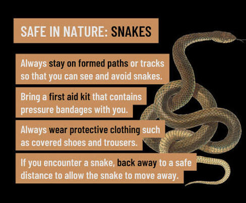 What to Do If You See a Snake on Safari