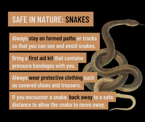 What to Do If You See a Snake on Safari