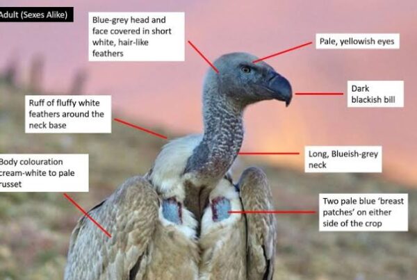 African Vulture Guide