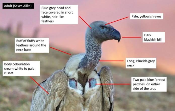 African Vulture Guide