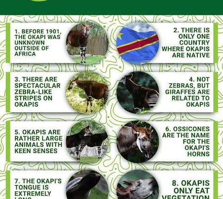 Okapi Facts