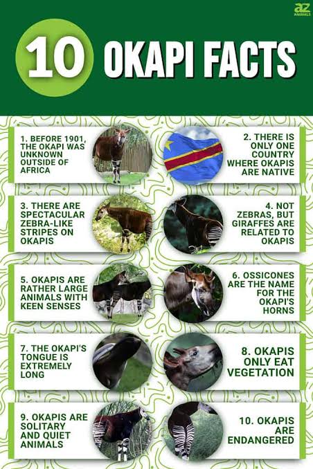 Okapi Facts