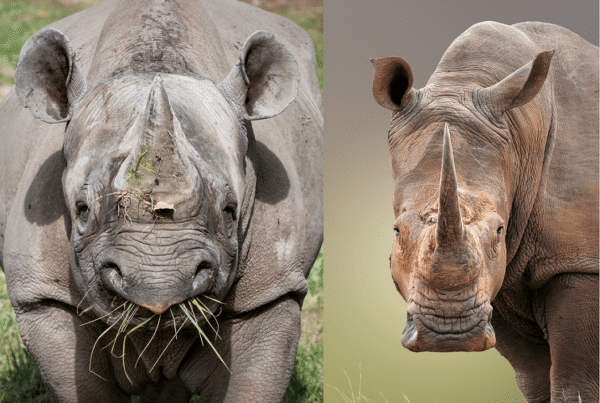 Black Rhino vs White Rhino