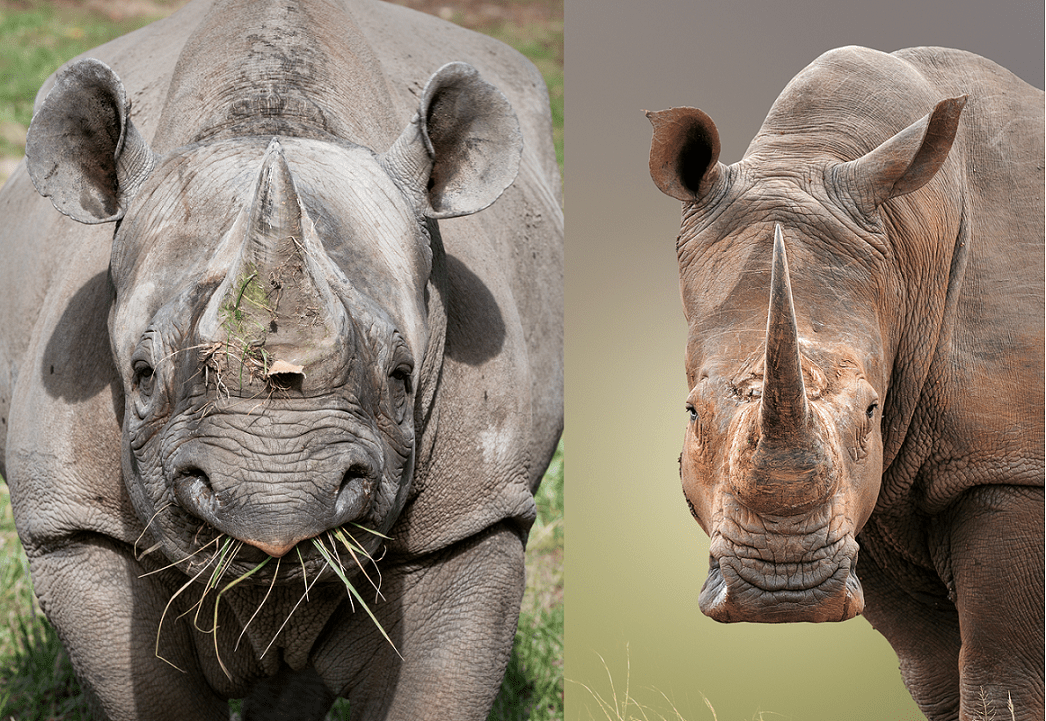 Black Rhino vs White Rhino