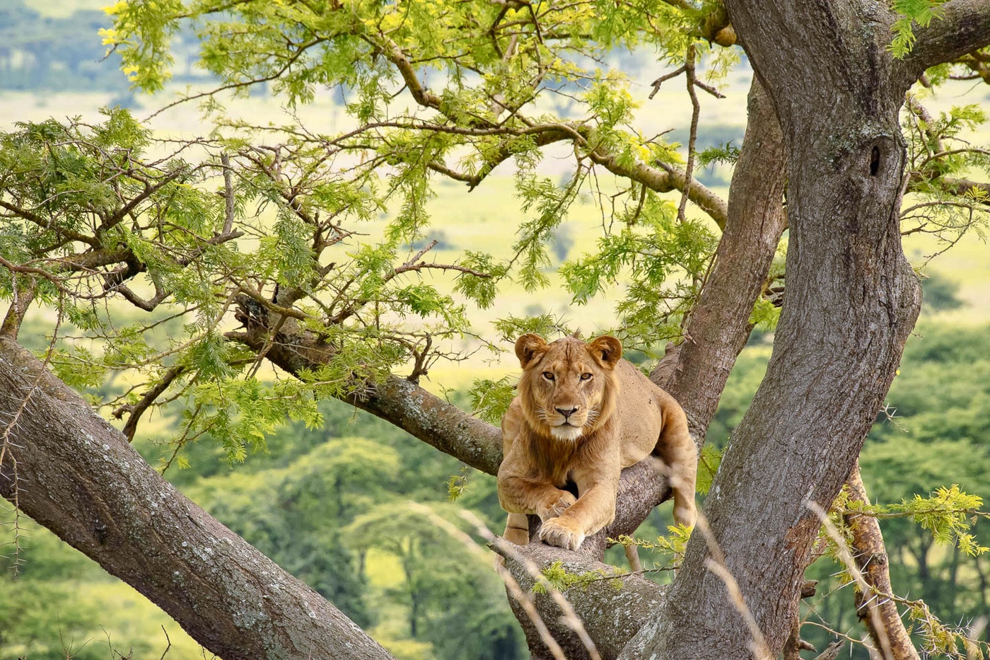 Queen Elizabeth National Park guide