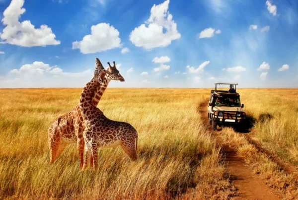 Africa Safari Myths Debunked