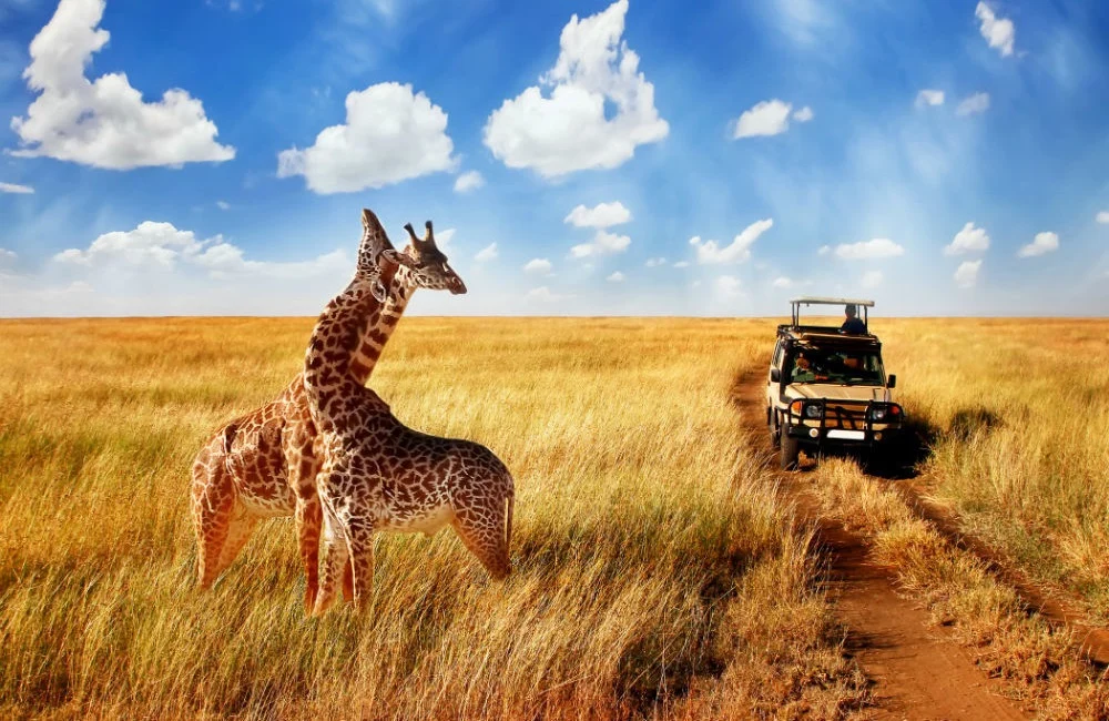Africa Safari Myths Debunked