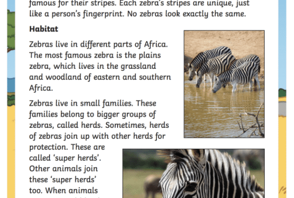 Zebra Facts