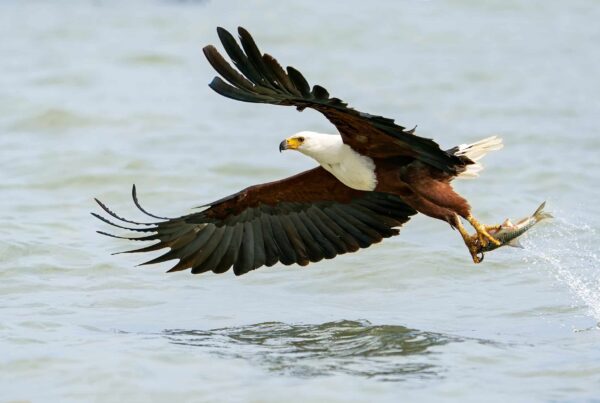 African Fish Eagle Facts