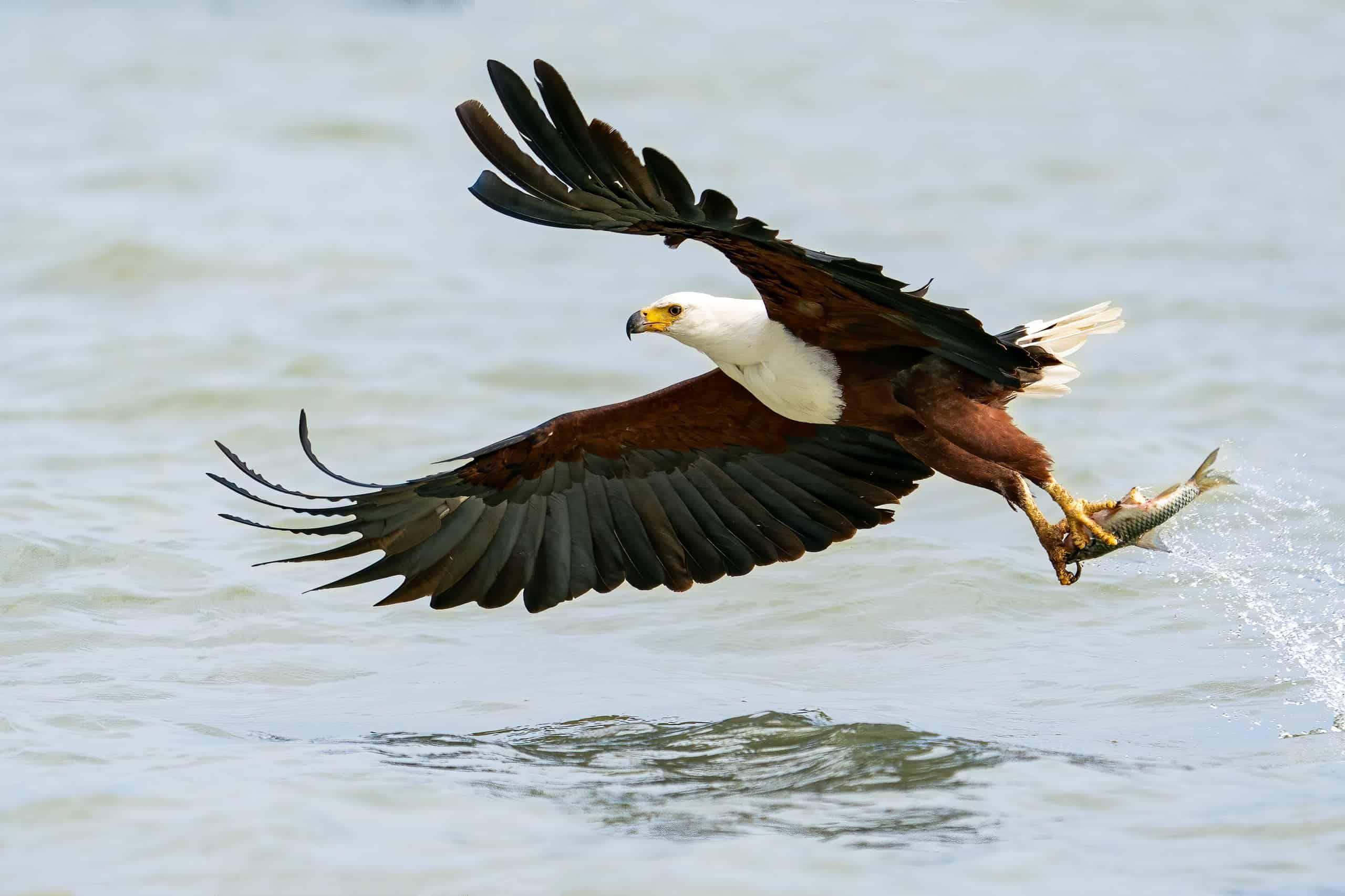 African Fish Eagle Facts