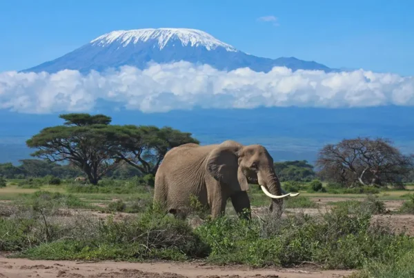 Kilimanjaro vs Mount Kenya