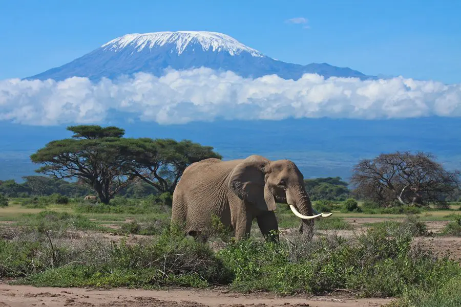 Kilimanjaro vs Mount Kenya