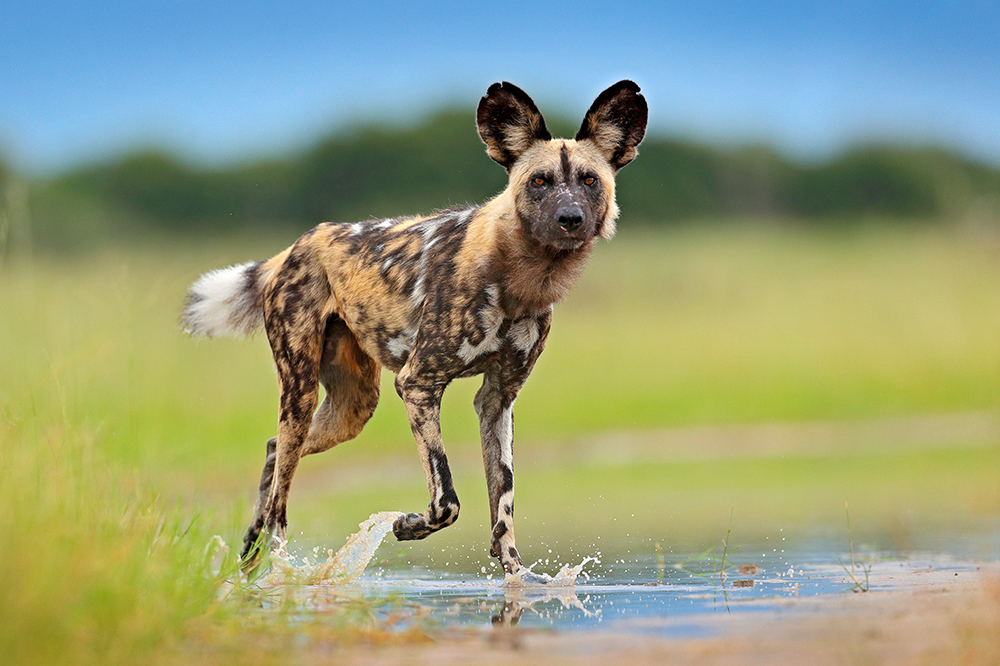 African Wild Dog Facts