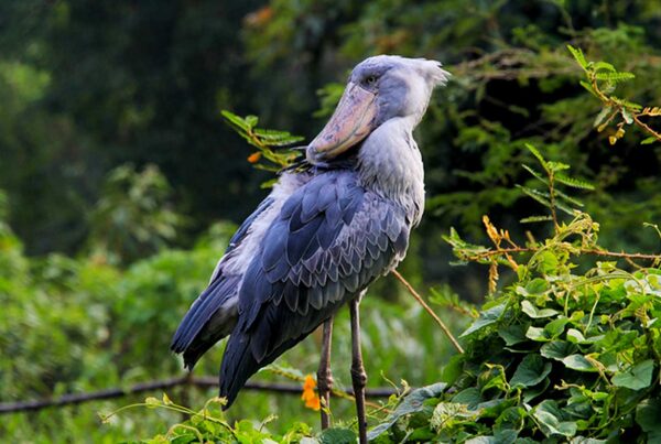 Mabamba Swamp Birding