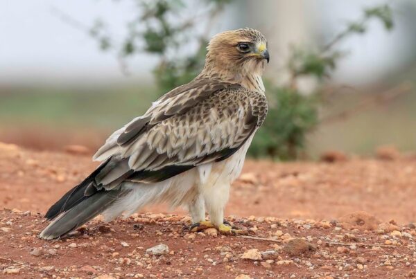Booted Eagle Africa