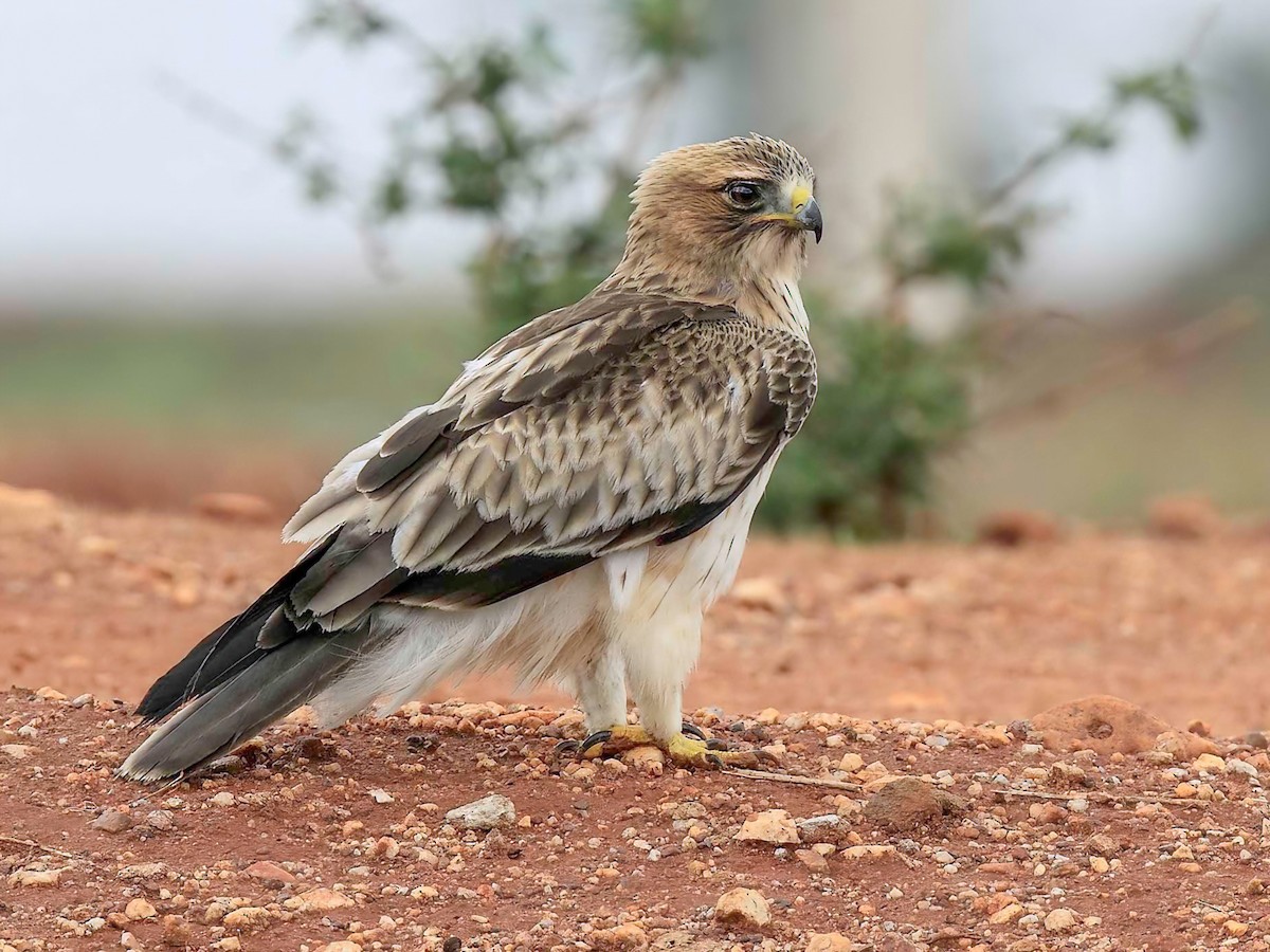 Booted Eagle Africa