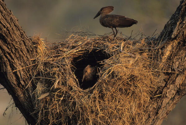 Hamerkop Nest Facts
