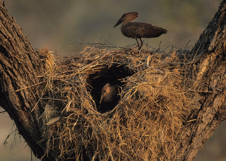 Hamerkop Nest Facts