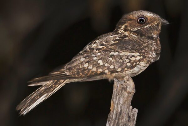 Fiery-necked Nightjar