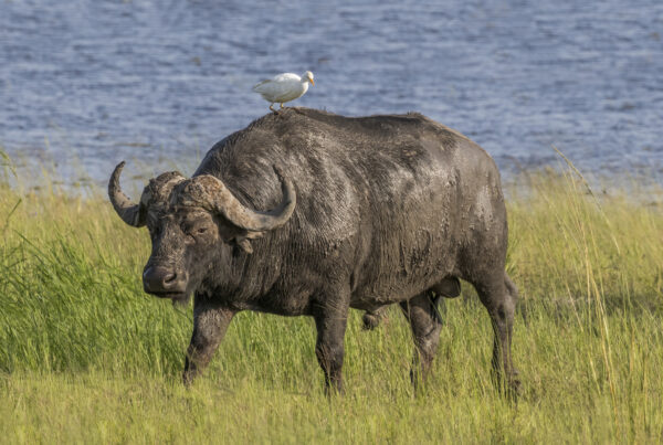 African Buffalo Bull Facts