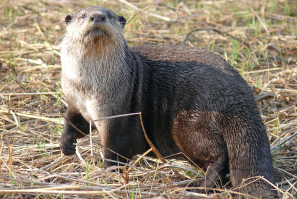 Cape Clawless Otter Africa