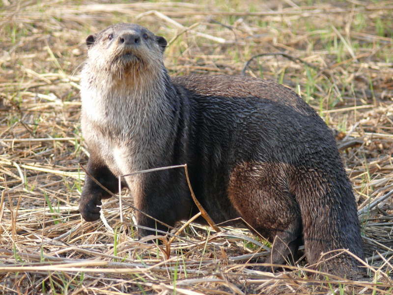 Cape Clawless Otter Africa