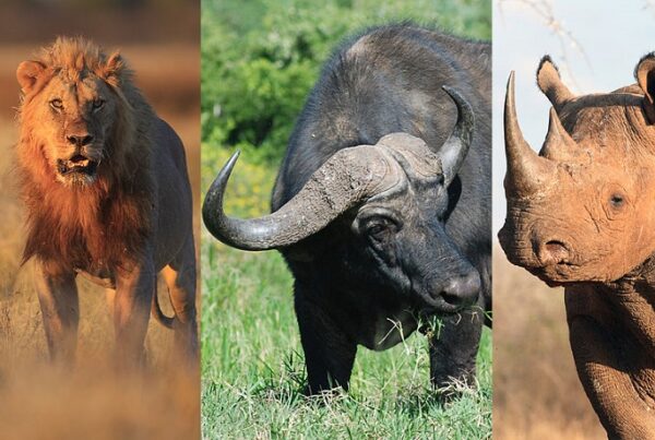 Big Five Africa